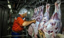 گوشت گاو کشتار روز