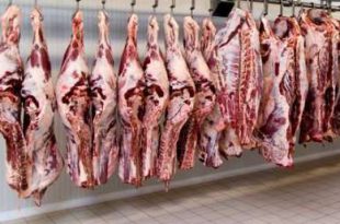 قیمت گوشت گاو و گوساله تهران