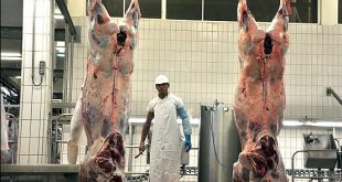 خرید و فروش گوشت گوساله کشتارگاه