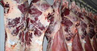 خرید و فروش عمده گوشت ران گوساله 310x165 - قیمت خرید و فروش عمده گوشت ران گوساله
