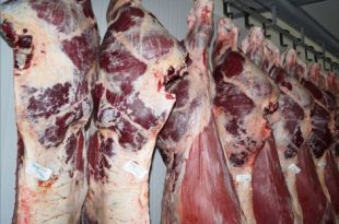 خرید و فروش عمده گوشت ران گوساله 310x205 - قیمت خرید و فروش عمده گوشت ران گوساله