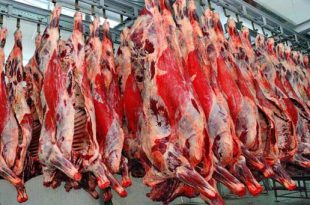 قیمت گوشت گوساله کشتارگاه