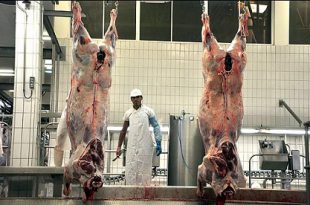 گوشت گوساله تهران