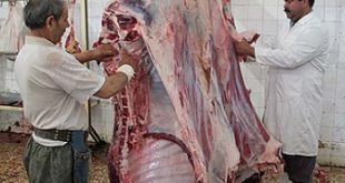 کشتارگاه گوشت گوساله