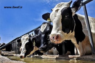 قیمت گوساله شیری