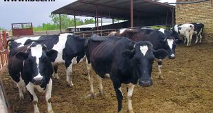پرواربندی گوساله شیری