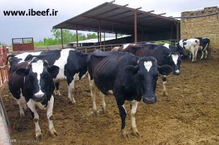 پرواربندی گوساله شیری