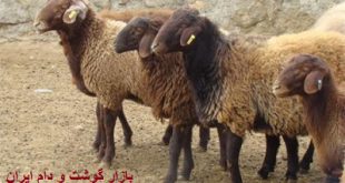 آخرین قیمت گوسفنده زنده 97