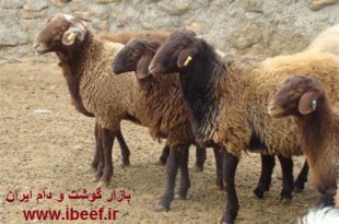 آخرین قیمت گوسفنده زنده 97