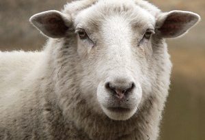 فروش گوسفنده زنده