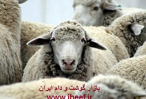 قیمت گوسفنده زنده امروز
